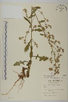 藏品(裂葉艾納香)的圖片