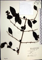 藏品(腺果藤、刺藤)的圖片