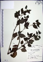 藏品(光果龍葵)的圖片