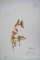 藏品(蓮子草)的圖片