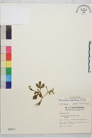 藏品(鉤柱毛茛)的圖片