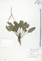 藏品(車前草)的圖片