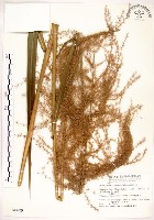 藏品(五節芒)的圖片