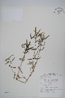 藏品(蓮子草)的圖片