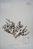 藏品(細纍子草)的圖片