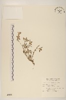 藏品(父子草、天青地白)的圖片