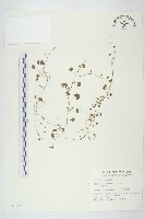 藏品(馬蹄金)的圖片