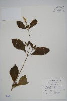 藏品(紫莖牛膝、台灣牛膝)的圖片