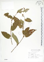 藏品(火炭母草、清飯藤)的圖片