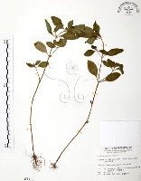 藏品(克非亞草)的圖片