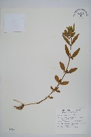 藏品(蓮子草)的圖片