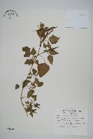 藏品(匙葉蓮子草)的圖片