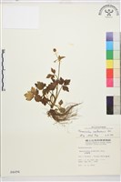 藏品(水辣菜、禺毛茛)的圖片