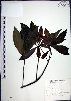 藏品(樹杞)的圖片