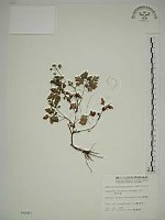 藏品(水芹菜)的圖片