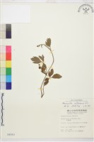 藏品(水辣菜、禺毛茛)的圖片