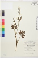 藏品(水辣菜、禺毛茛)的圖片