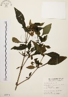 藏品(臺灣鱗球花)的圖片