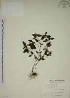 藏品(爵床)的圖片