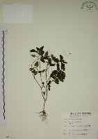 藏品(爵床)的圖片