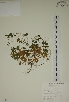 藏品(酢漿草)的圖片