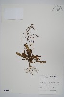 藏品(哈哼花)的圖片