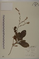 藏品(燈豎朽)的圖片