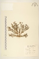 藏品(假吐金菊)的圖片