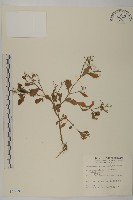 藏品(茯苓菜)的圖片