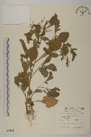 藏品(茯苓菜)的圖片