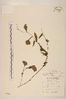 藏品(紫背草)的圖片