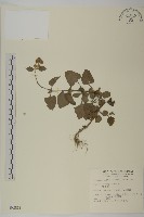 藏品(霍香薊)的圖片