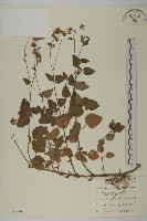 藏品(紫花霍香薊)的圖片