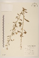 藏品(加拿大蓬)的圖片