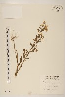 藏品(加拿大蓬)的圖片