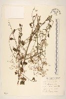 藏品(一枝香)的圖片