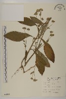 藏品(地膽草、毛蓮菜)的圖片