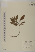 藏品(地膽草、毛蓮菜)的圖片