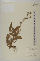 藏品(地膽草、毛蓮菜)的圖片