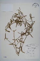 藏品(蓮子草)的圖片