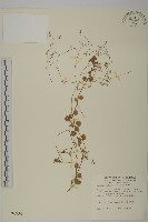 藏品(荷蓮豆草、菁芳草)的圖片