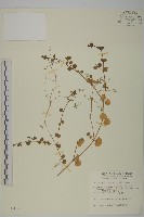 藏品(荷蓮豆草、菁芳草)的圖片