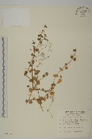 藏品(荷蓮豆草、菁芳草)的圖片