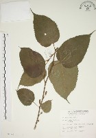 藏品(小桑樹)的圖片