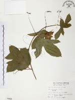 藏品(西番蓮、百香果)的圖片