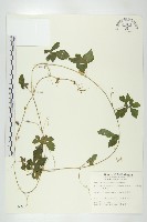 藏品(木鱉子)的圖片