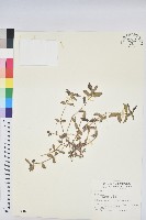 藏品(乳仔草)的圖片