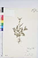 藏品(葉下珠、珠仔草)的圖片