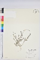 藏品(千根草)的圖片