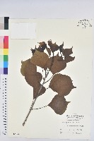 藏品(烏臼)的圖片